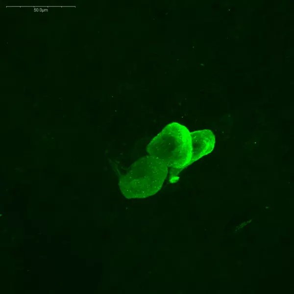 Using STAINperfect immunostaining kit A, Histamine was detected into the CNS of a crayfish. Staining was obtained following the protocol for whole mounts samples with IS1039 rabbit polyclonal anti-histamine antibody. Fluorescent labeled secondary antibody was used and picture was acquired by high-content imaging.