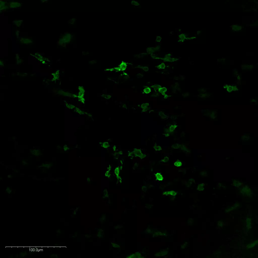 Histamine was detected into whole mount mouse midbrain using STAINperfect immunostaining kit A. Staining was obtained following the protocol for whole mounts samples preparation combined with our IS1039 rabbit polyclonal anti-histamine antibody. After incubation with a fluorescent labeled secondary antibody confocal imaging was performed for picture acquisition.