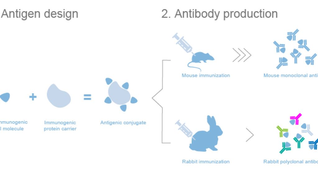 Custom anti-hapten antibodies for small molecule detection