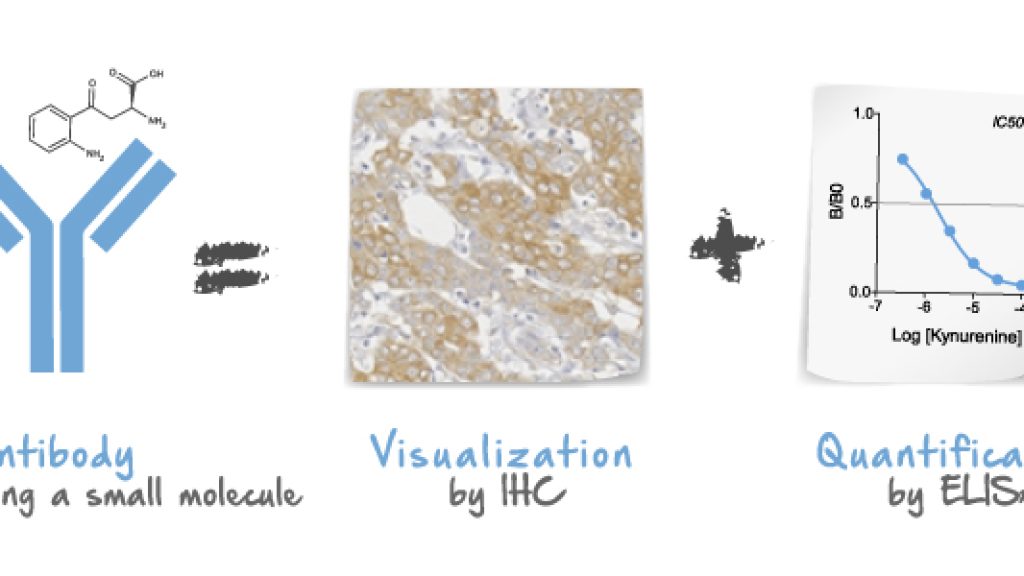 Antibodies against small molecules - IHC & ELISA applications