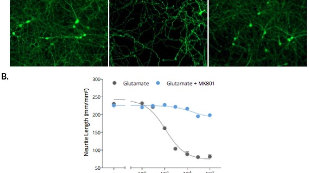 Quantitative analysis of neurite outgrowth using IS1006 GABA antibody