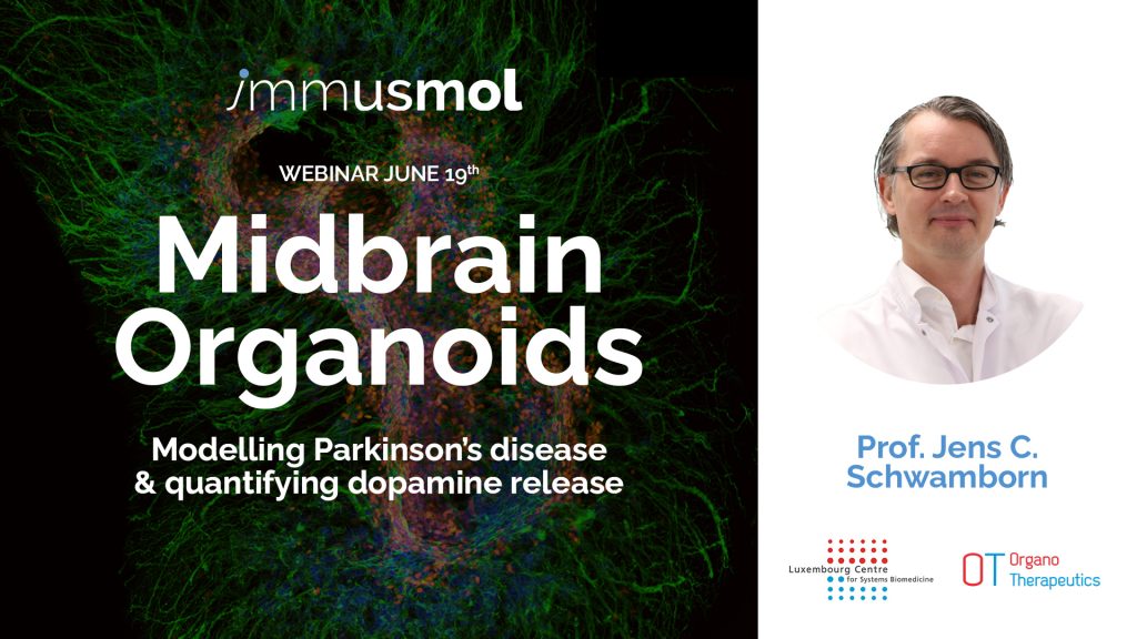midbrain organoids dopamine release