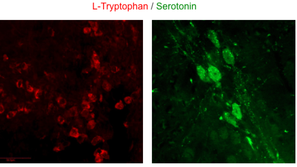 Challenge Serotonin and its precursor L-Tryptophan using STAINperfect immunostaining kit